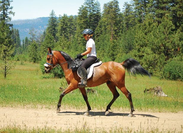 Arab Horses